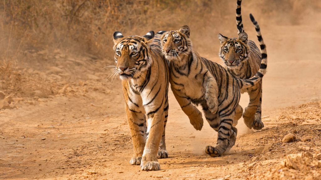 ranthambore national park india tiger