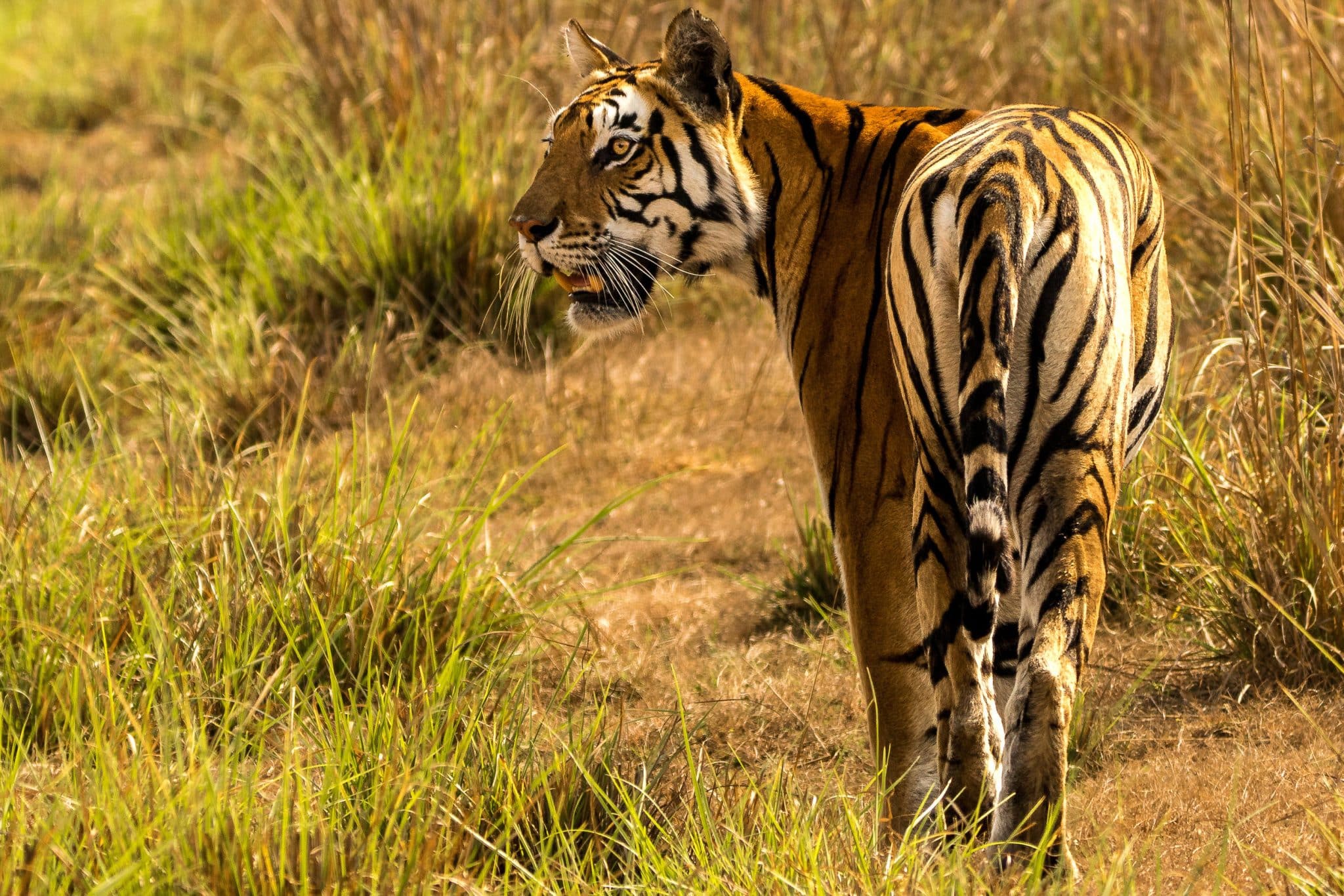 Animals In Ranthambore | Ranthambore National Park India