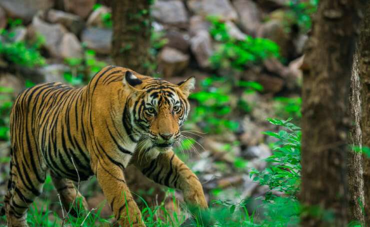 interesting facts about ranthambore