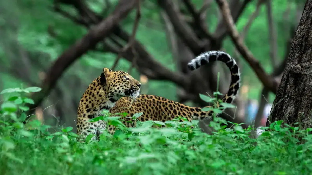 jhalana leopard safari