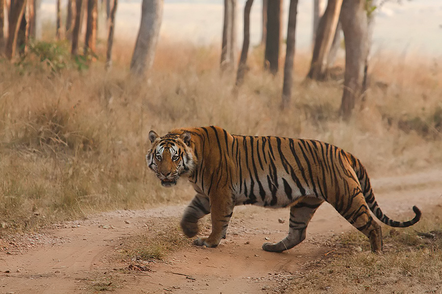 tiger mortality in india