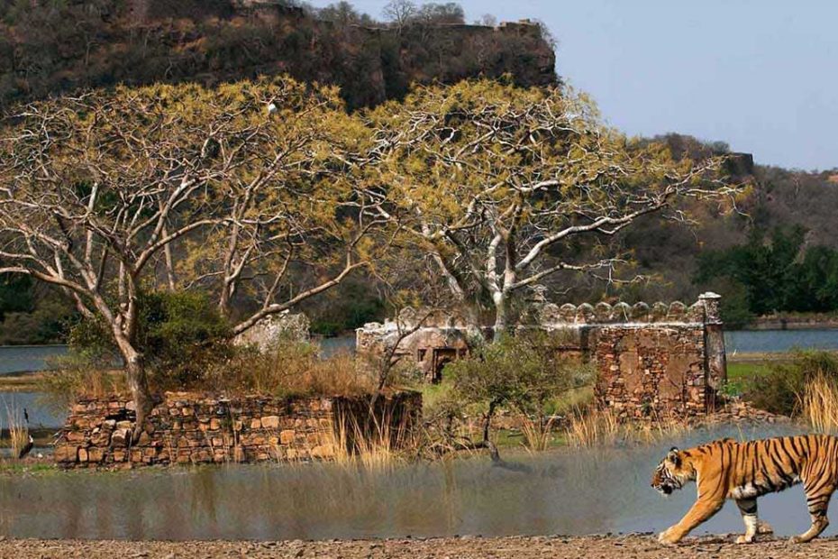 ranthambore national park instagram and youtube channel