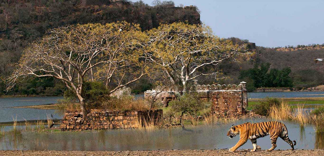 ranthambore national park instagram and youtube channel