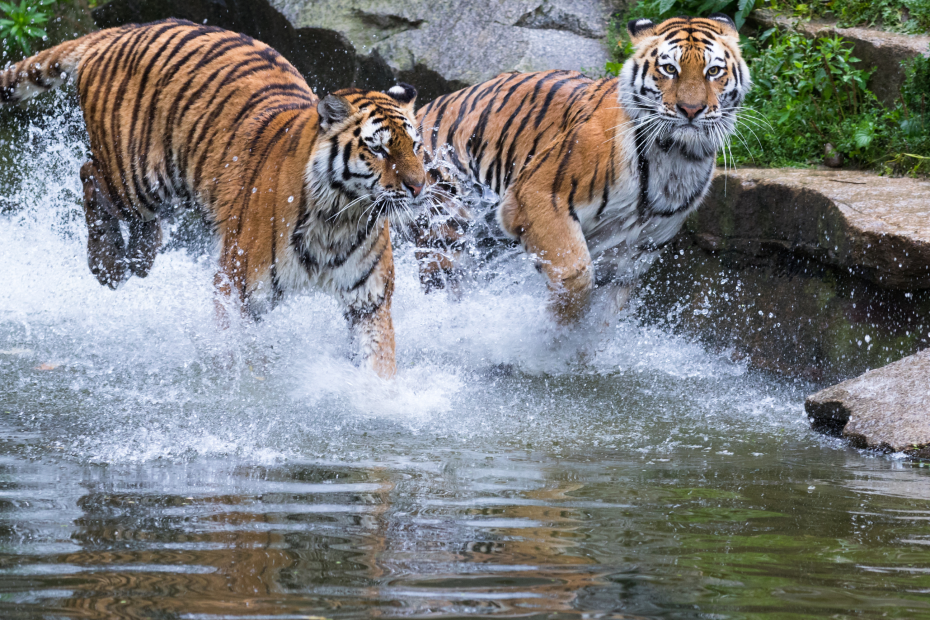 Ranthambore Waterholes