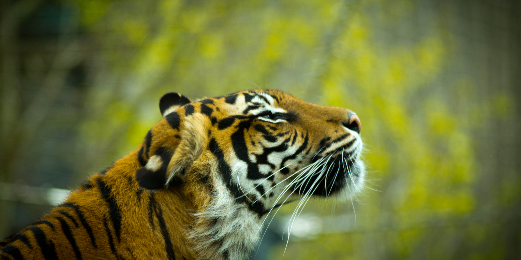 Wildlife Photography in Ranthambore