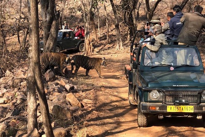 Safari Photography in Ranthambore