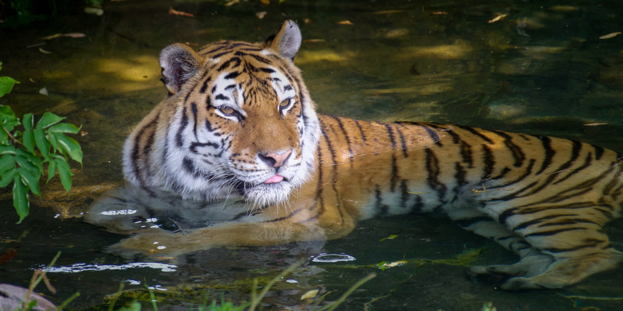 ranthambore waterholes