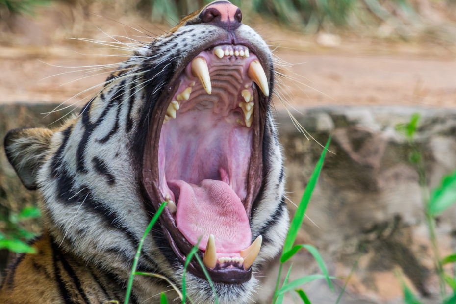 Top 10 Wildlife Photography Tips in Ranthambore