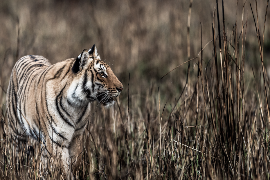 7 Essential Ranthambore Tiger Spotting Tips