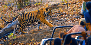ranthambore national park reviews