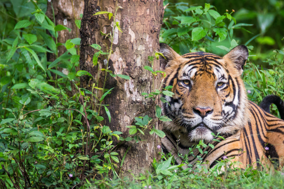 Tigers of Ranthambore