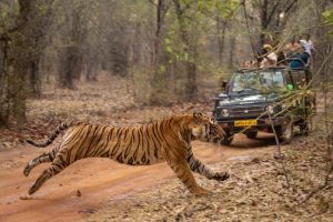 jungle safari