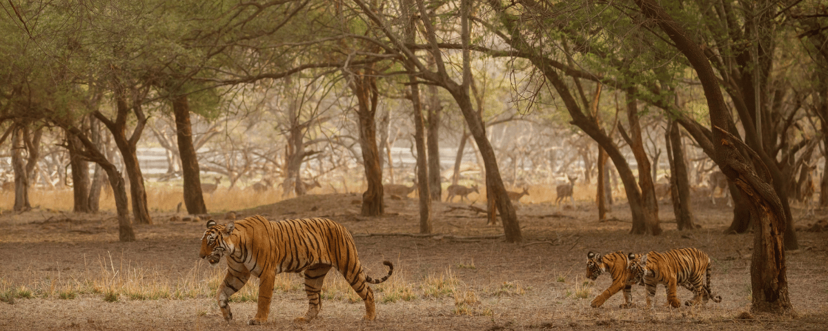 Ranthambore Tiger Family Tree