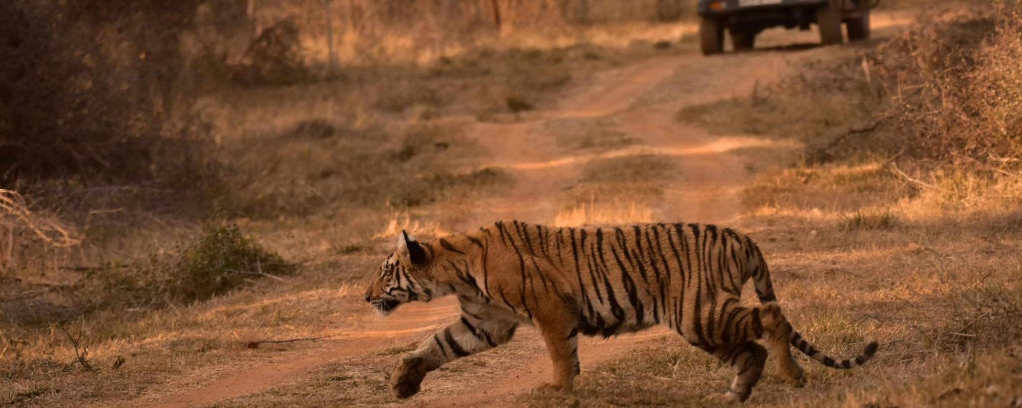 tiger sighting