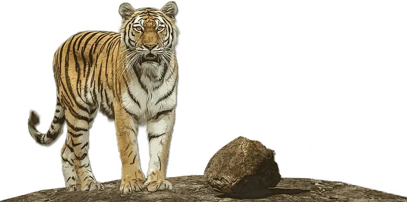 Royal Bengal Tiger in Ranthambore National Park, Sawai Madhopur