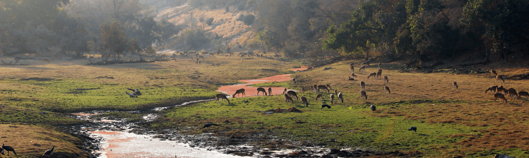 tiger zone sightings Ranthambore