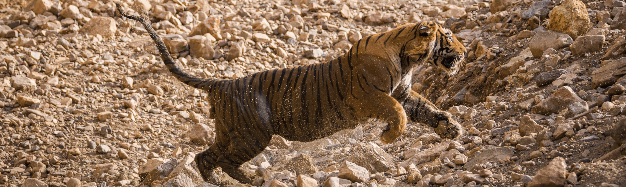 Safari help desk and contact for Ranthambore tour booking