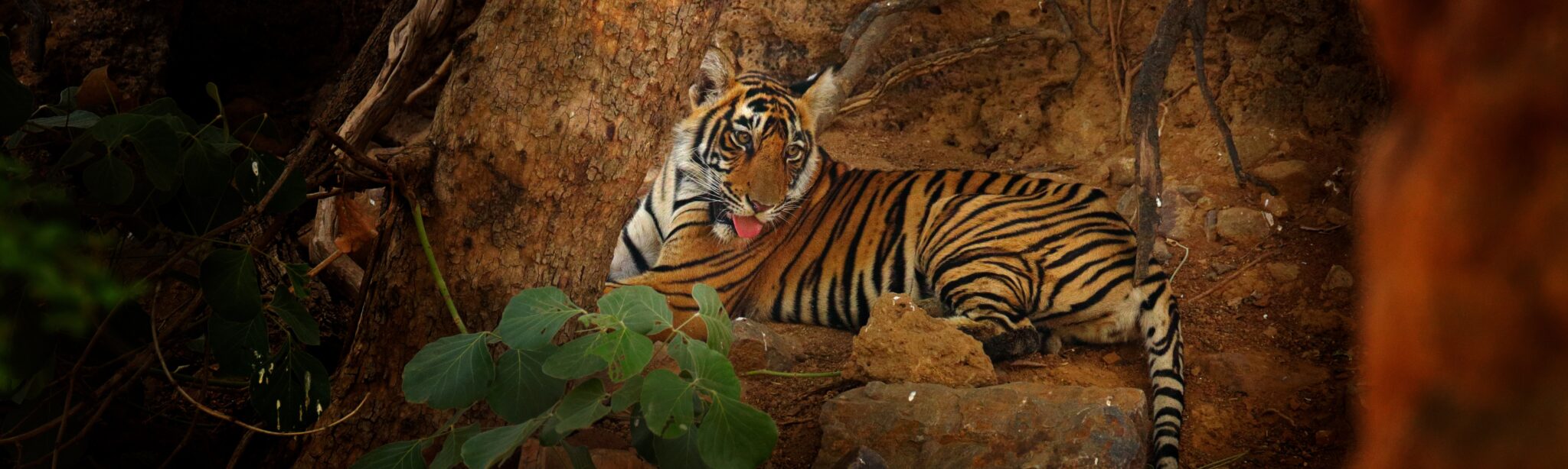ranthambore tiger reserve overview