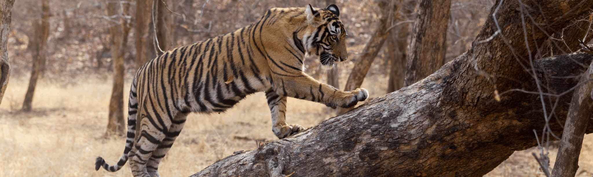 Tiger Territories in Ranthambore National Park