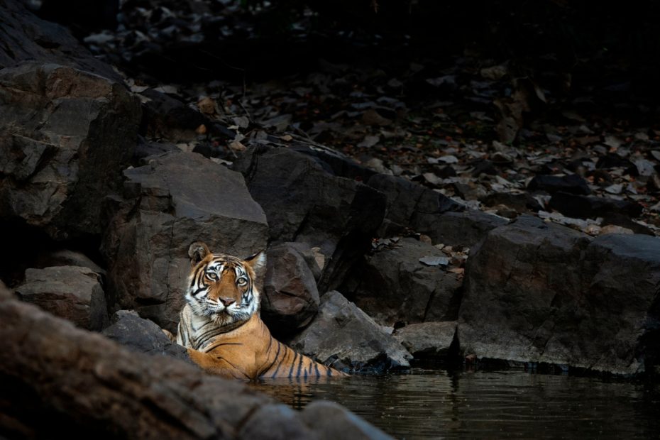 kaziranga national park