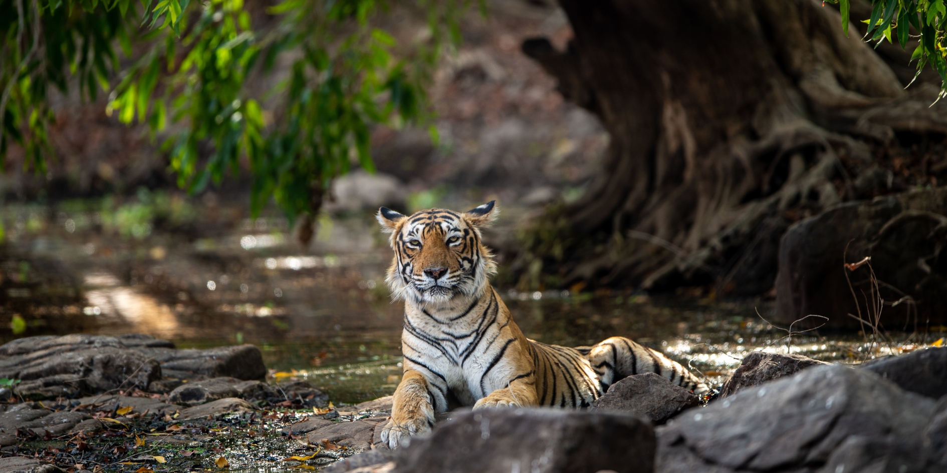 Royal Bengal tiger Ranthambore