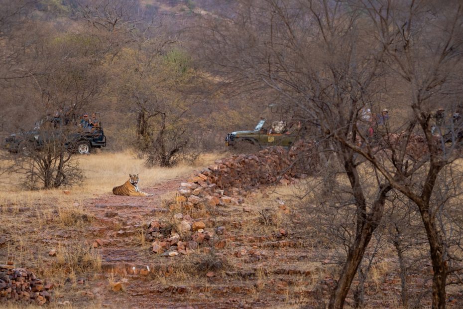 Foreign tourists during Ranthambore gypsy safari