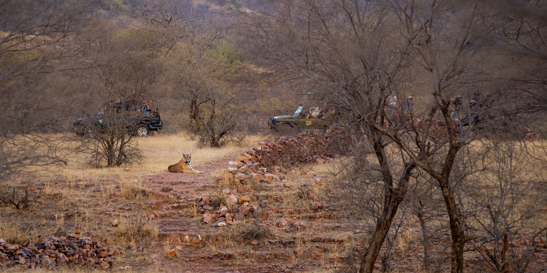 Golden Ranthambore sunset in December