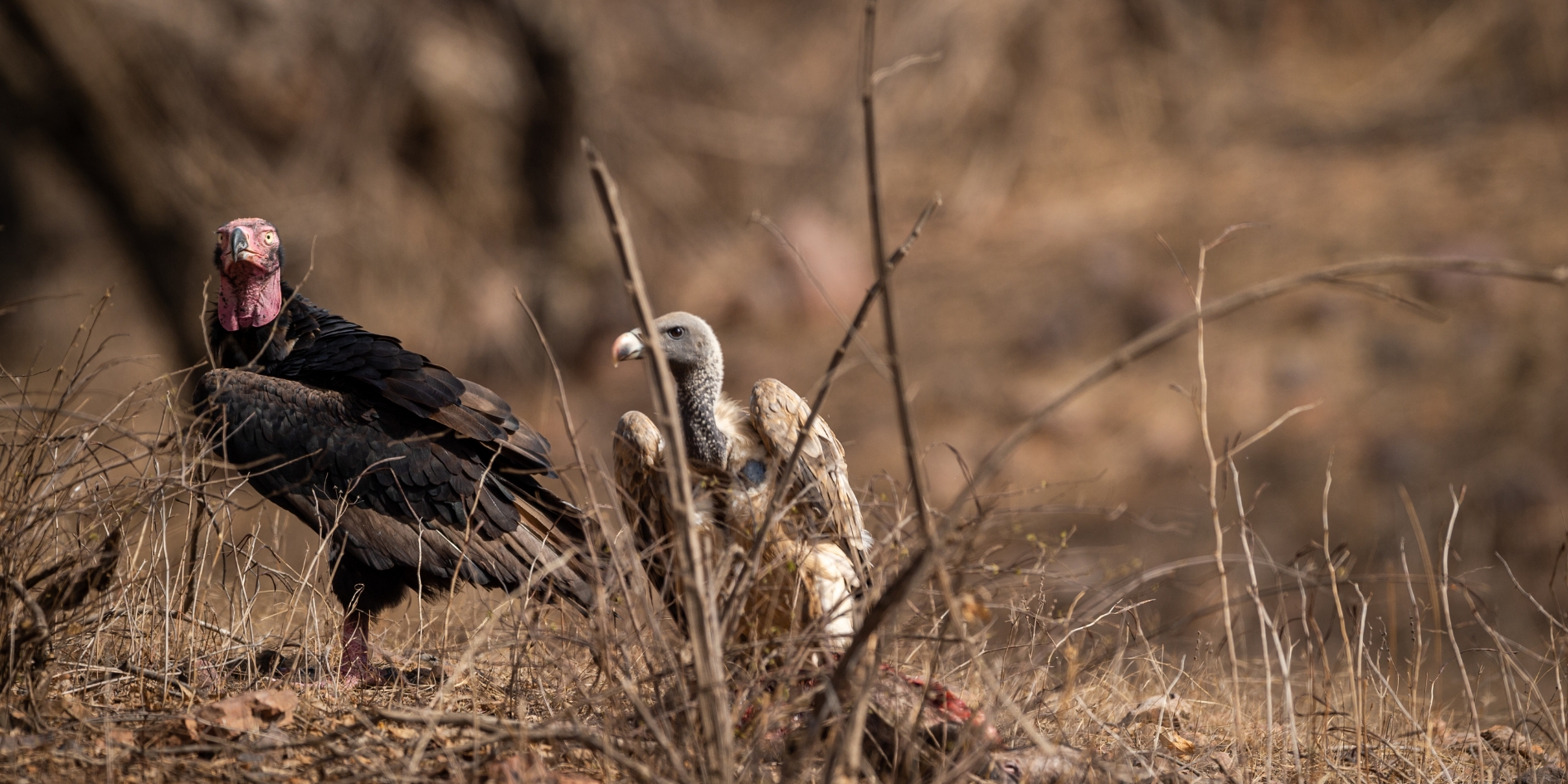 Tiger near waterhole in Ranthambore summer