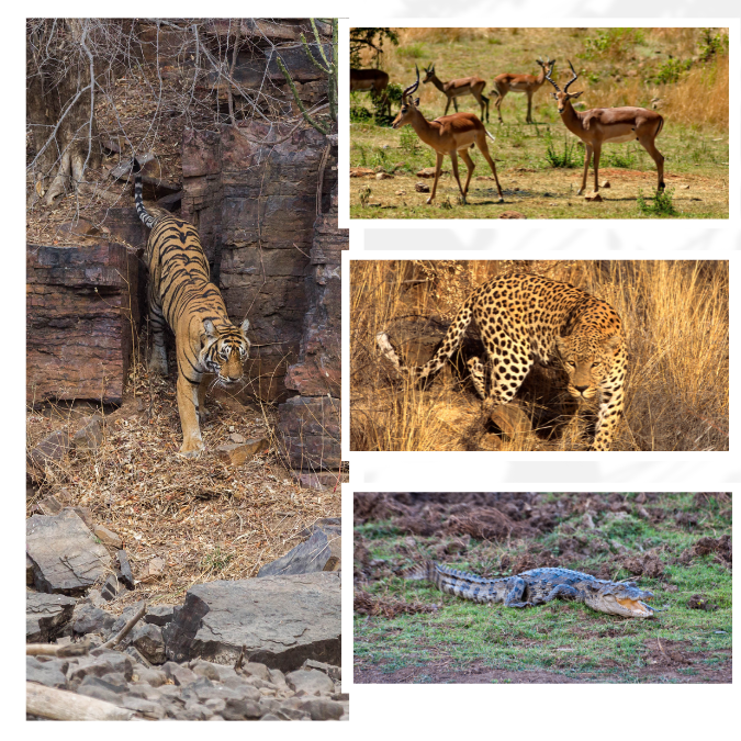 Tourist enjoying open Gypsy safari in Ranthambore