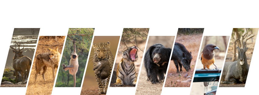 animals in ranthambore