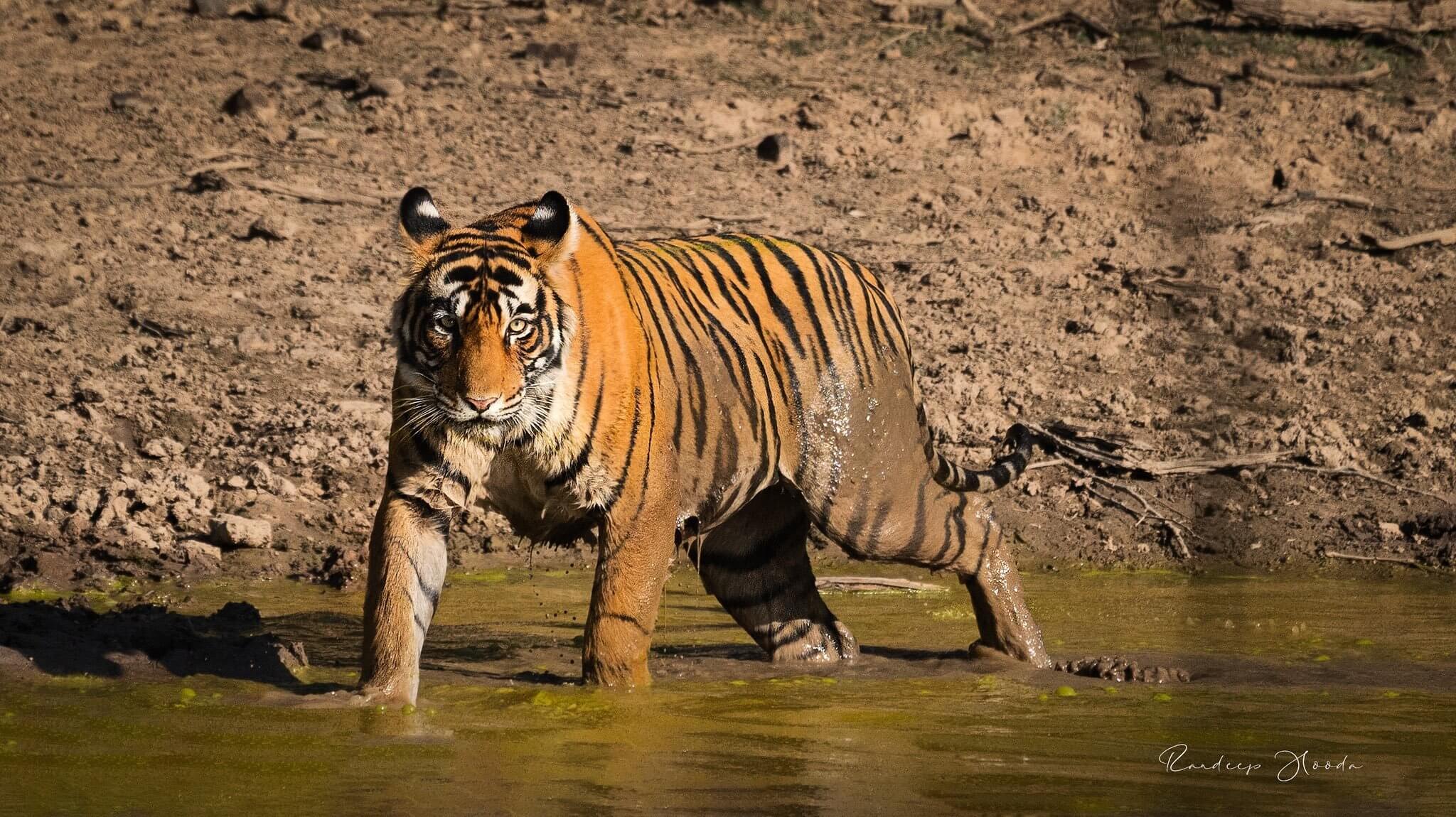 T-125