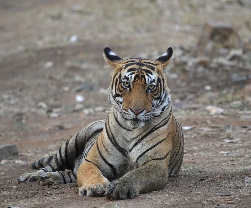 Sultan