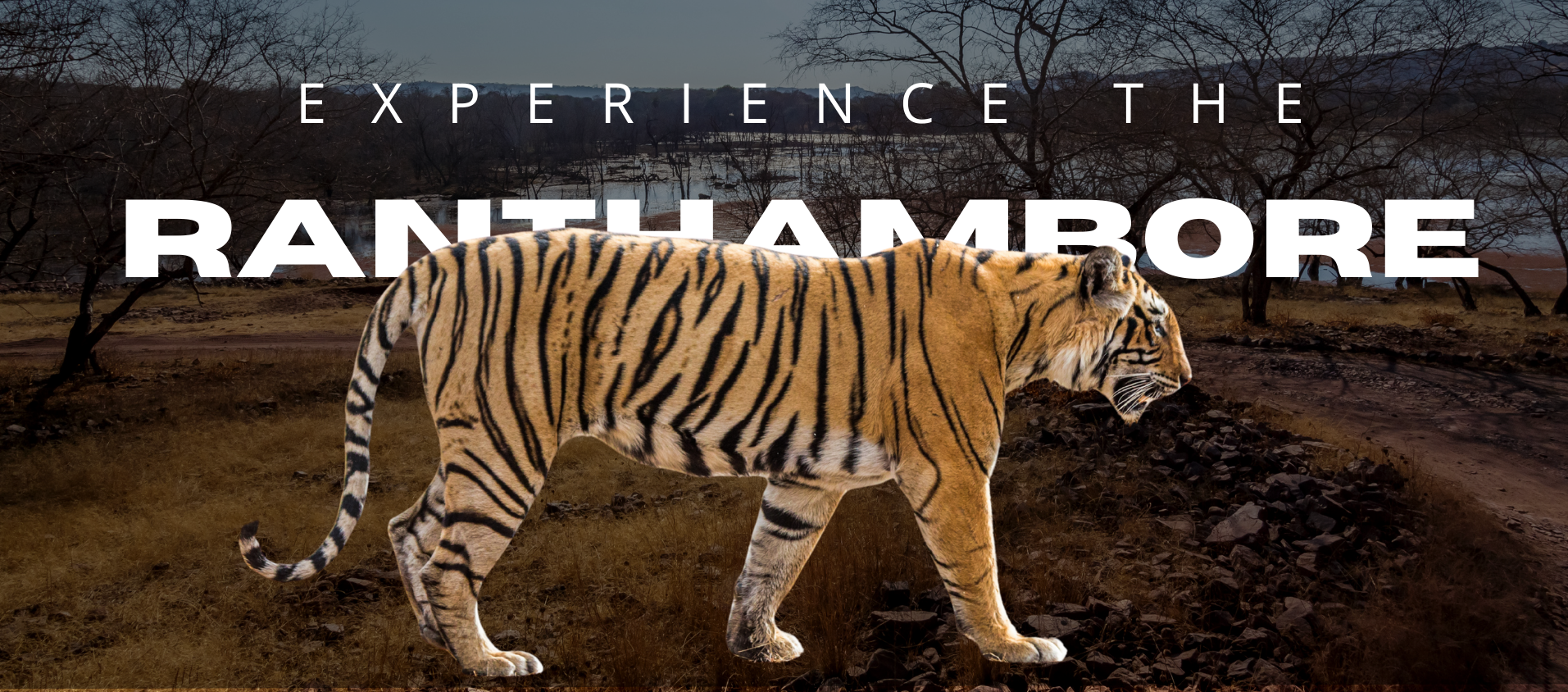 Royal Bengal Tiger walking through Ranthambore forest