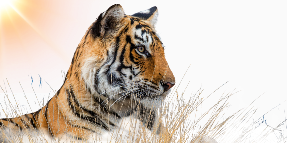 Best Time and Season for ranthambore safari