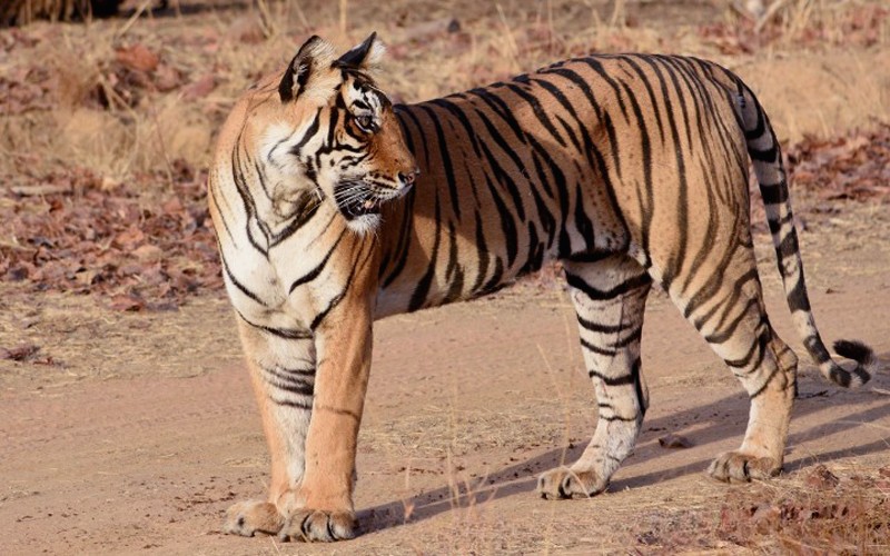 Gilai Female