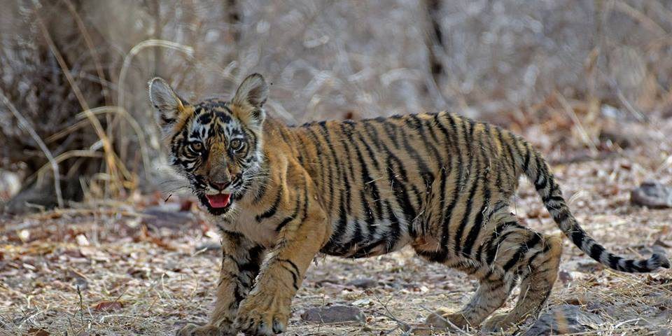 Cub 3