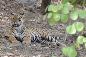 Ustad