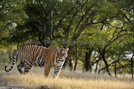 Satara