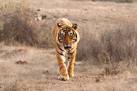Sultan's sibling