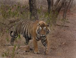 Aurangzeb (T-57)