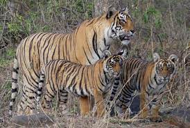 Cub 2