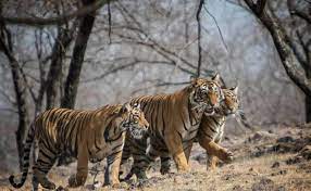 Unconfirmed Cub
