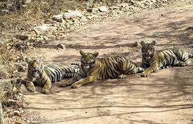 Unconfirmed Cub