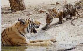 Unconfirmed Cub