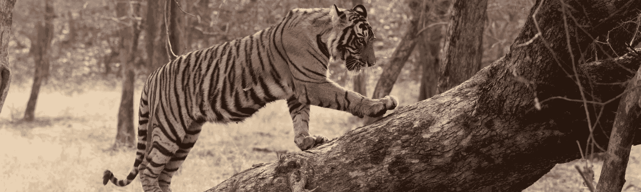Ranthambore National Park