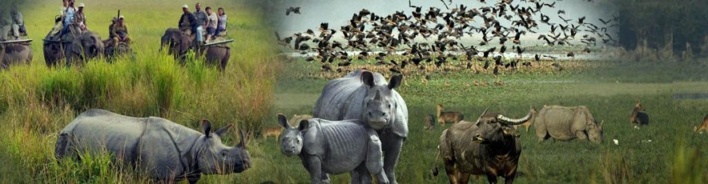 Kaziranga National Park