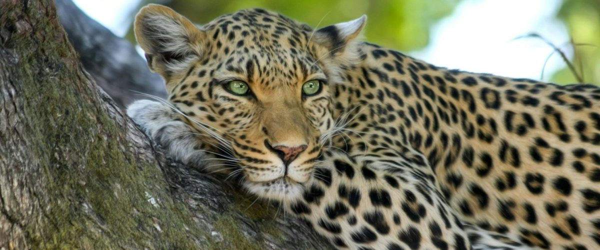 Ranthambore Leopard