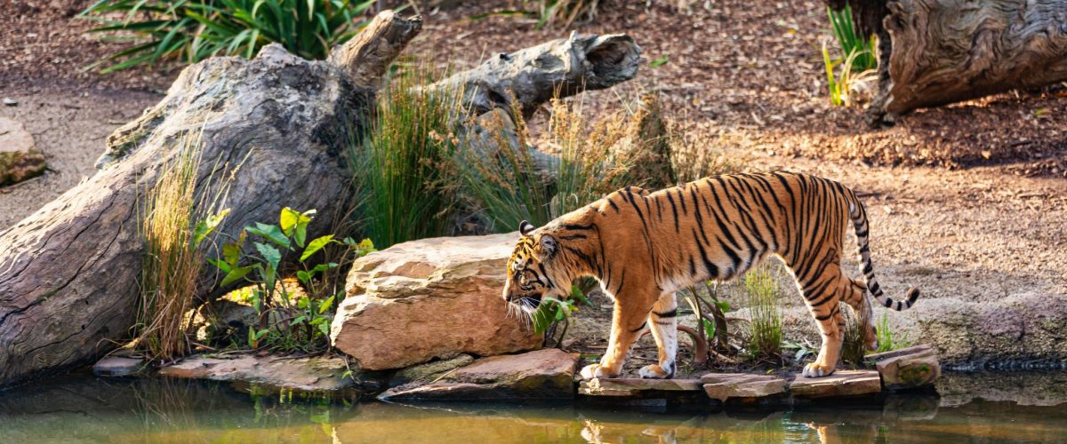 Ranthambore Tigers Profiles